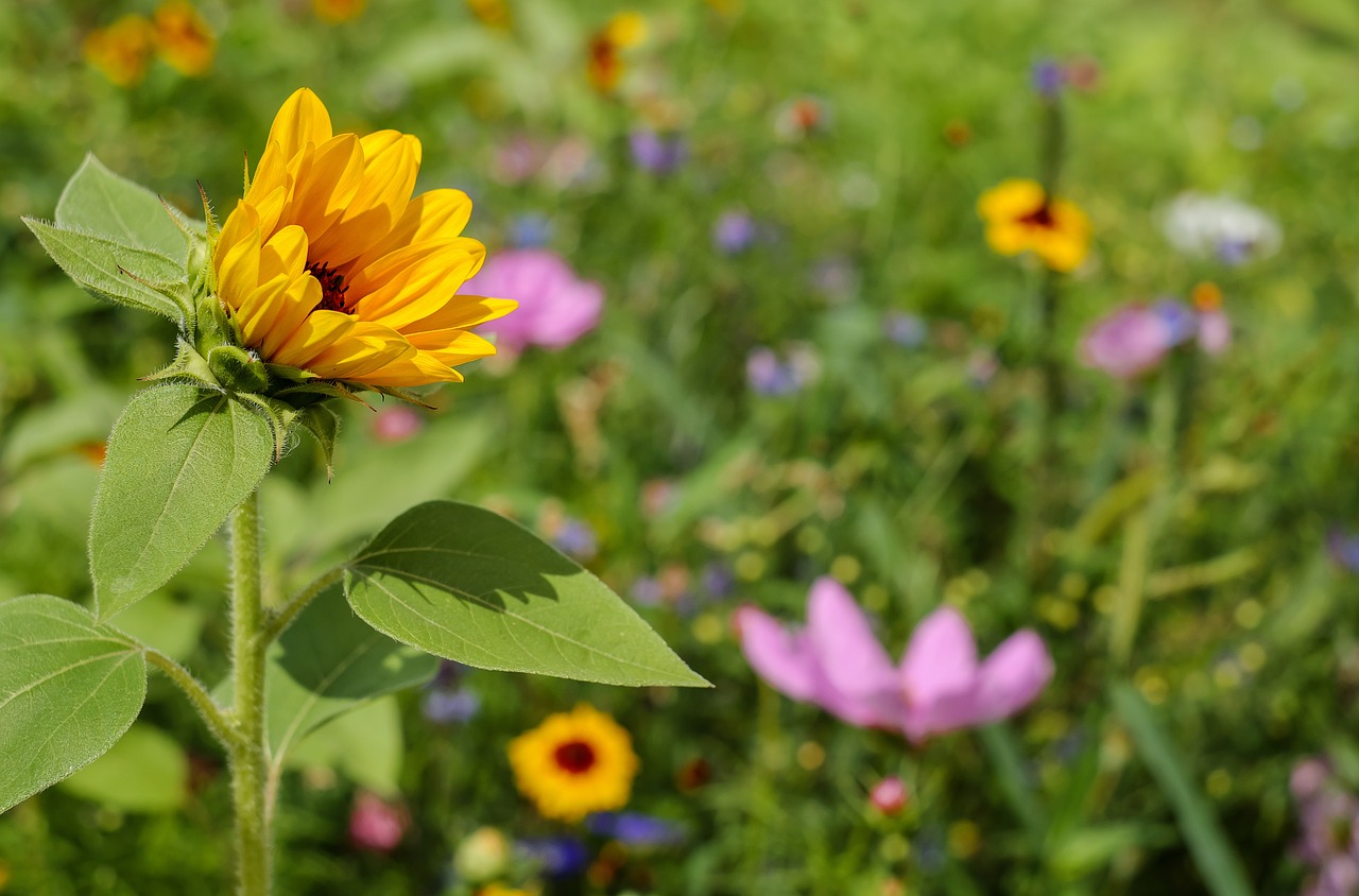 sun flower flower flowers free photo