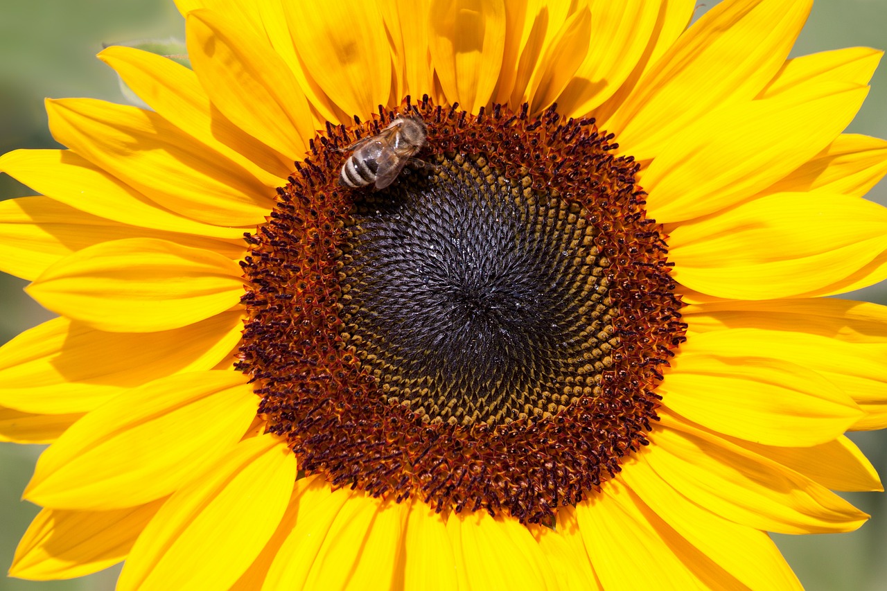 sun flower helianthus annuus flower free photo