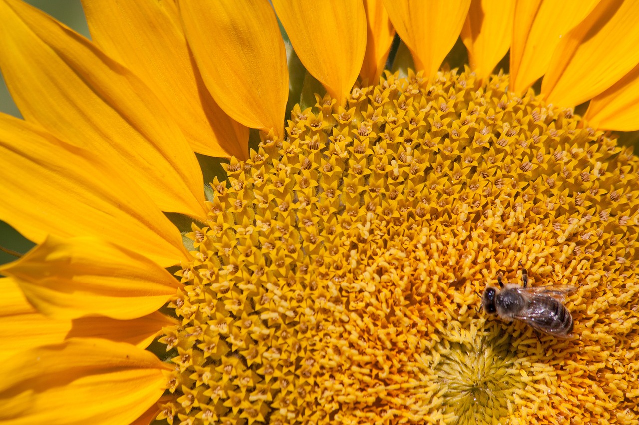 sun flower helianthus annuus flower free photo