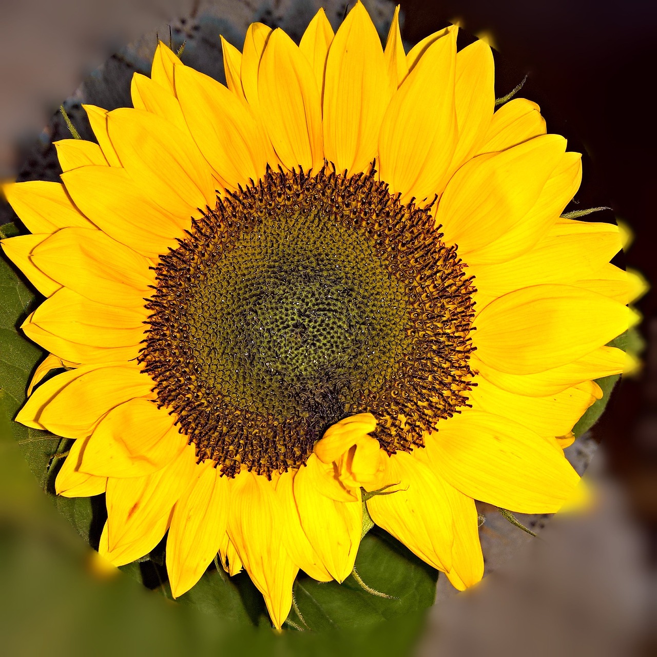 sun flower single bloom close free photo