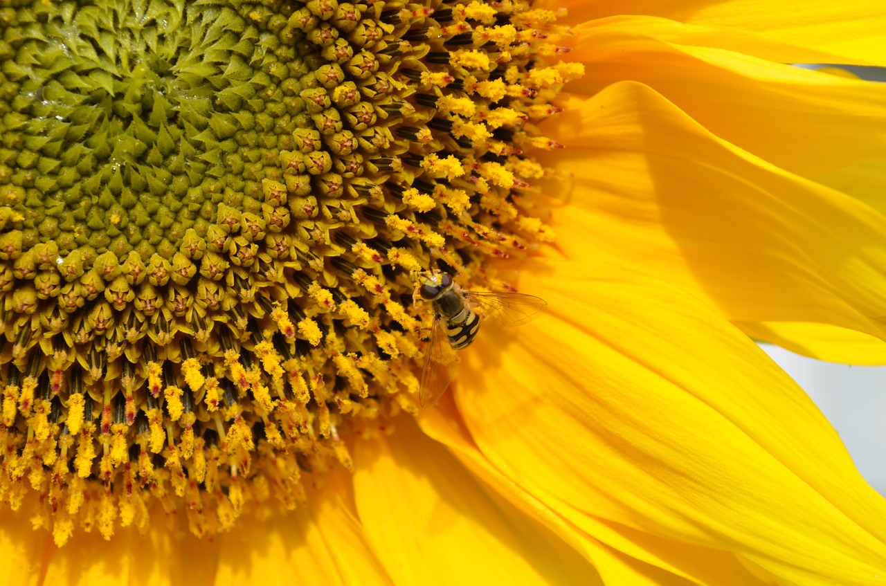 sun flower pollen insect free photo