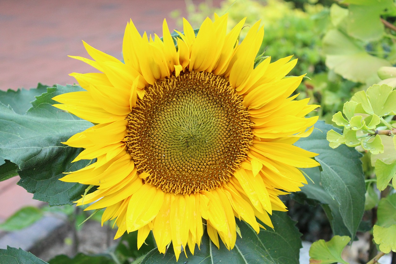 sun flower plant summer free photo