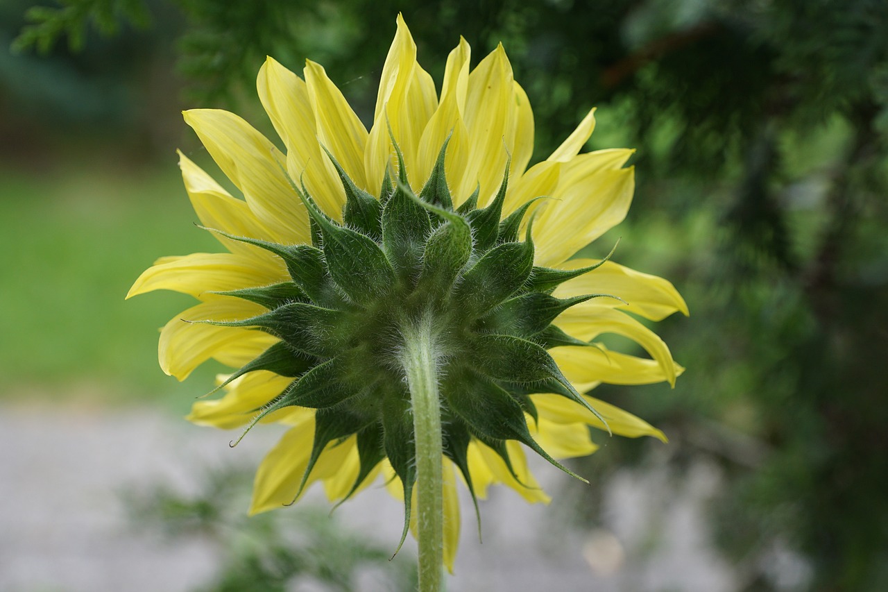 sun flower yellow plant free photo