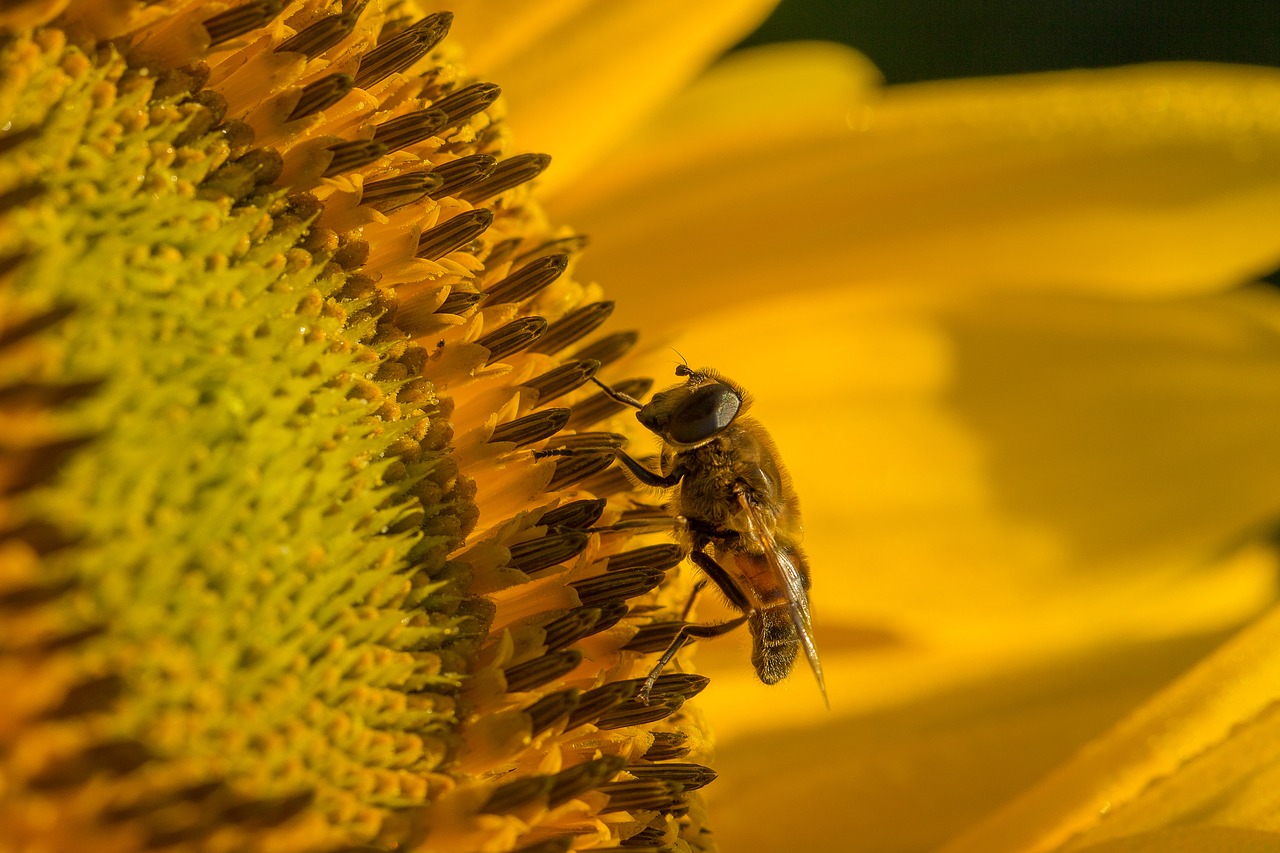 sun flower hoverfly blossom free photo