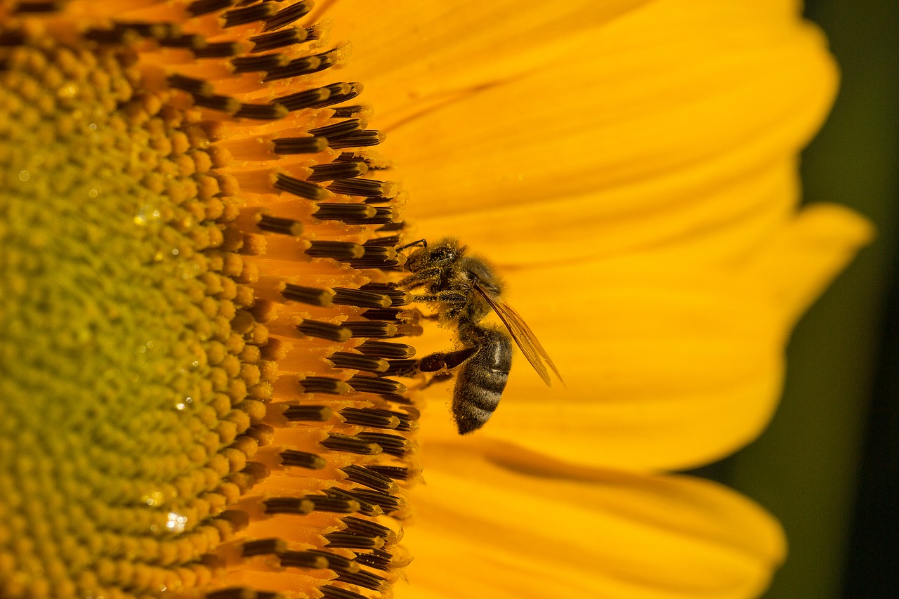 sun flower blossom bloom free photo