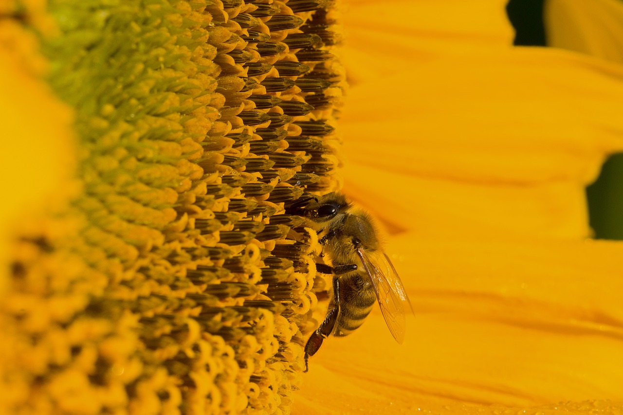 sun flower blossom bloom free photo