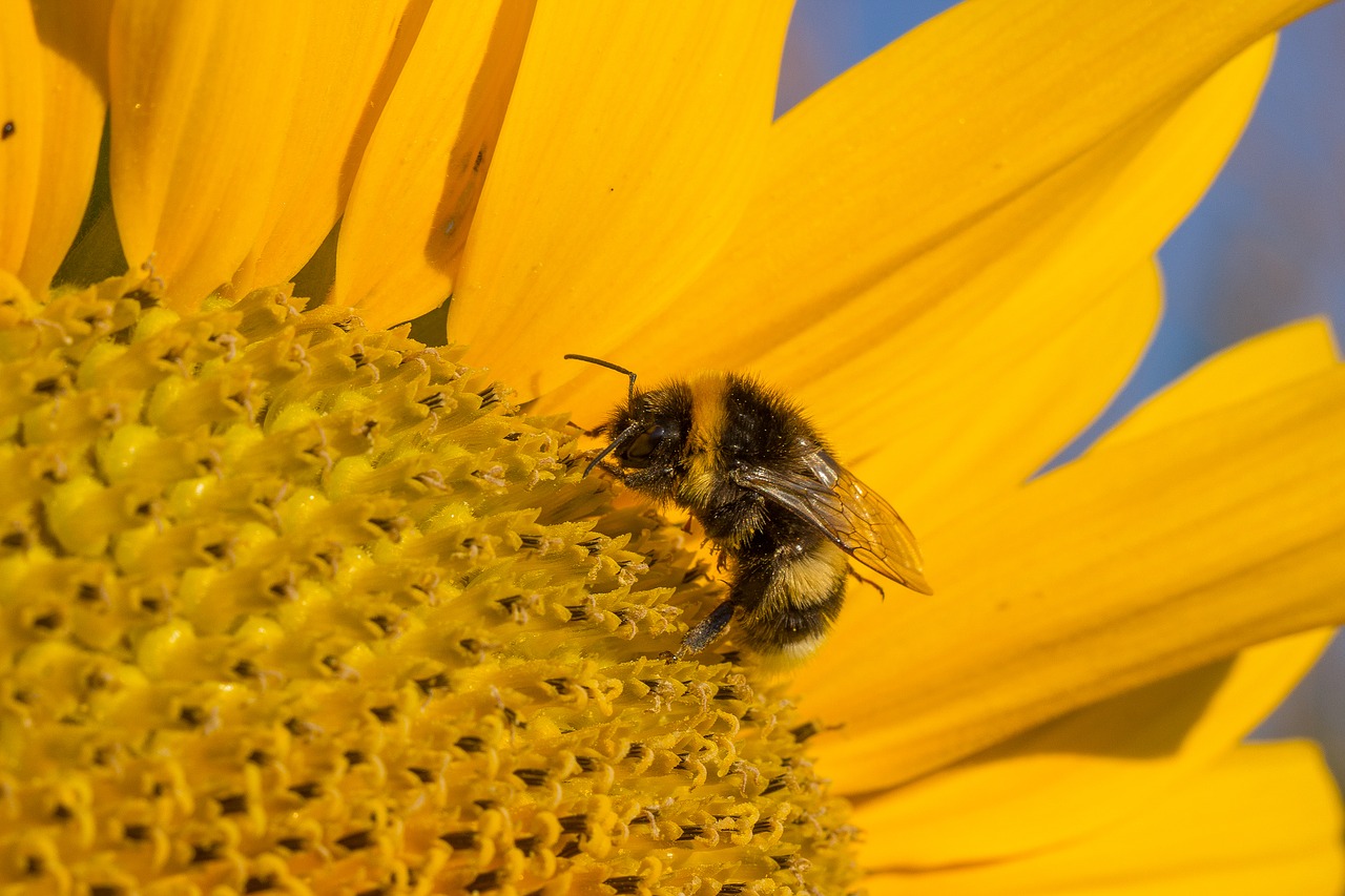 sun flower blossom bloom free photo