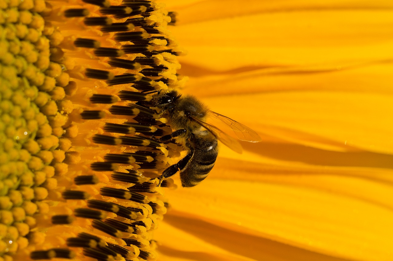 sun flower blossom bloom free photo