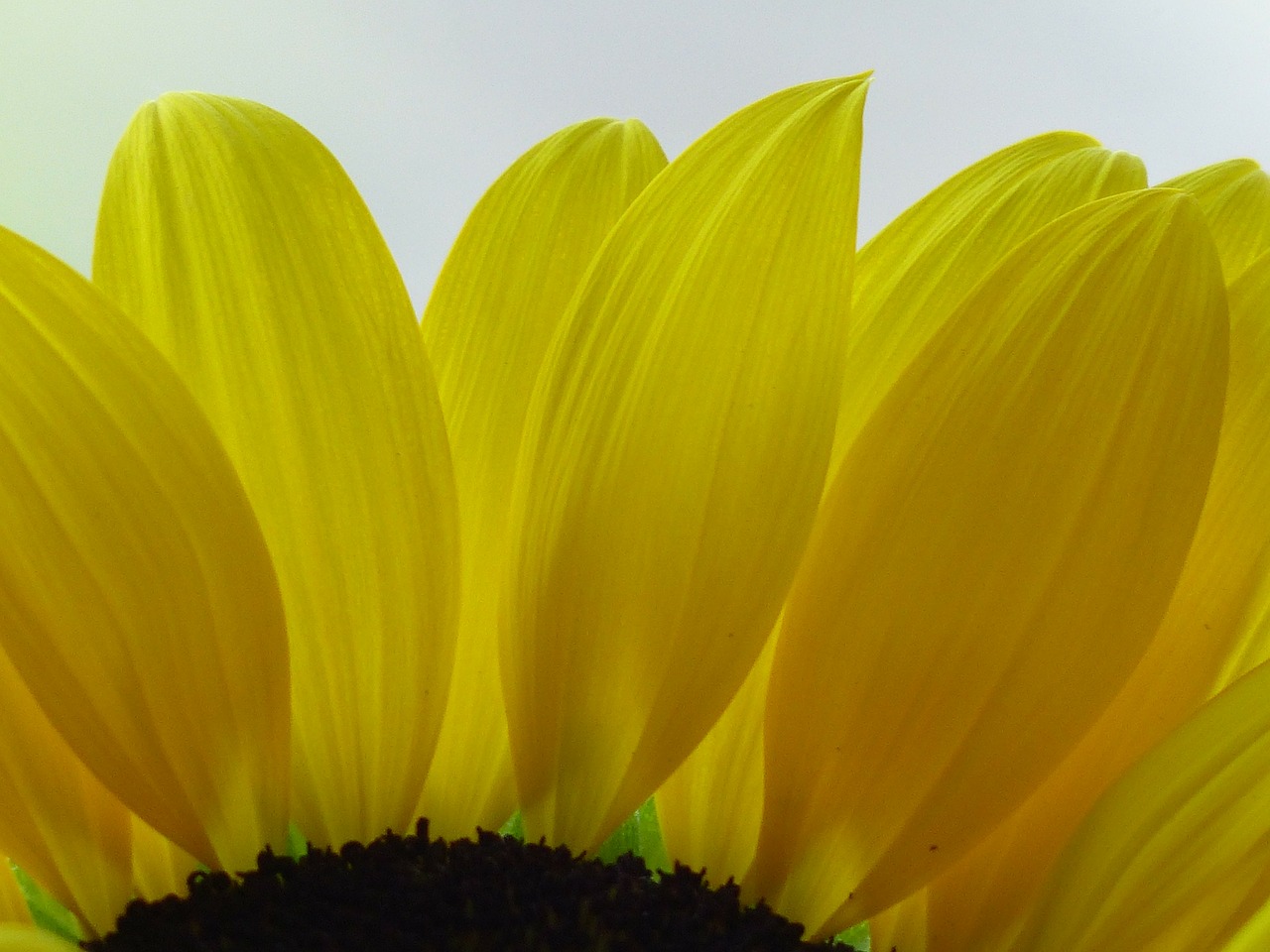 sun flower flower yellow free photo