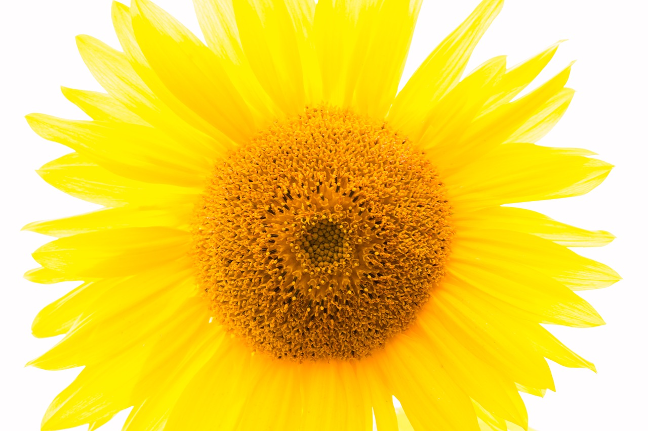 sun flower yellow flower free photo