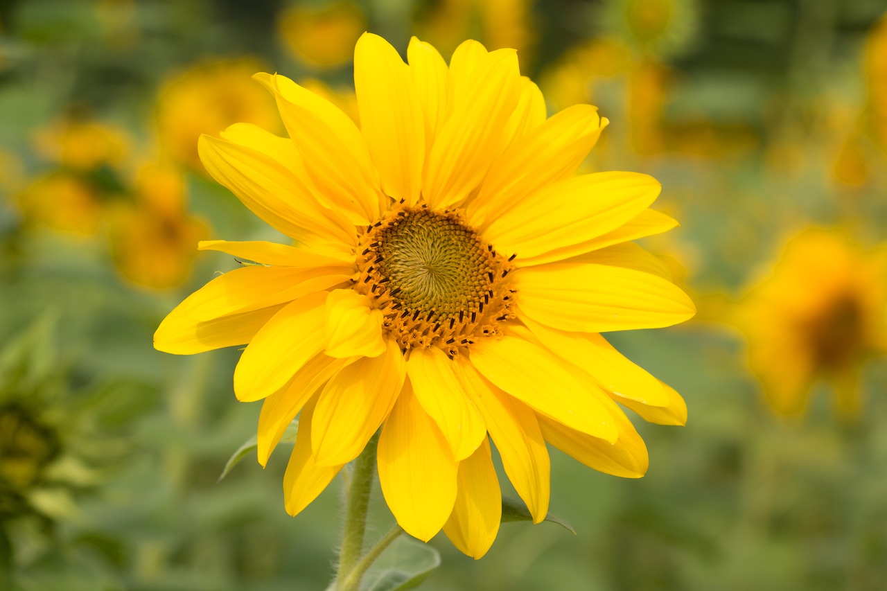 sun flower yellow flower free photo