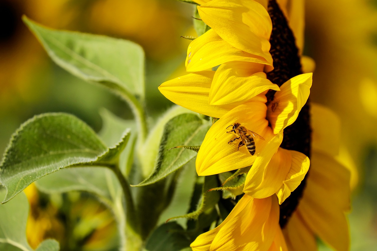 sun flower flower flowers free photo