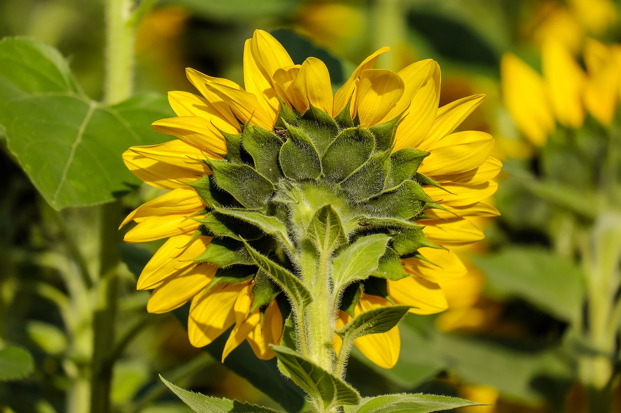 sun flower flower flowers free photo