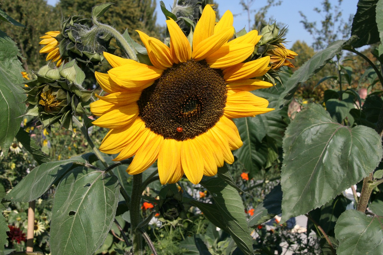 sun flower nature close free photo