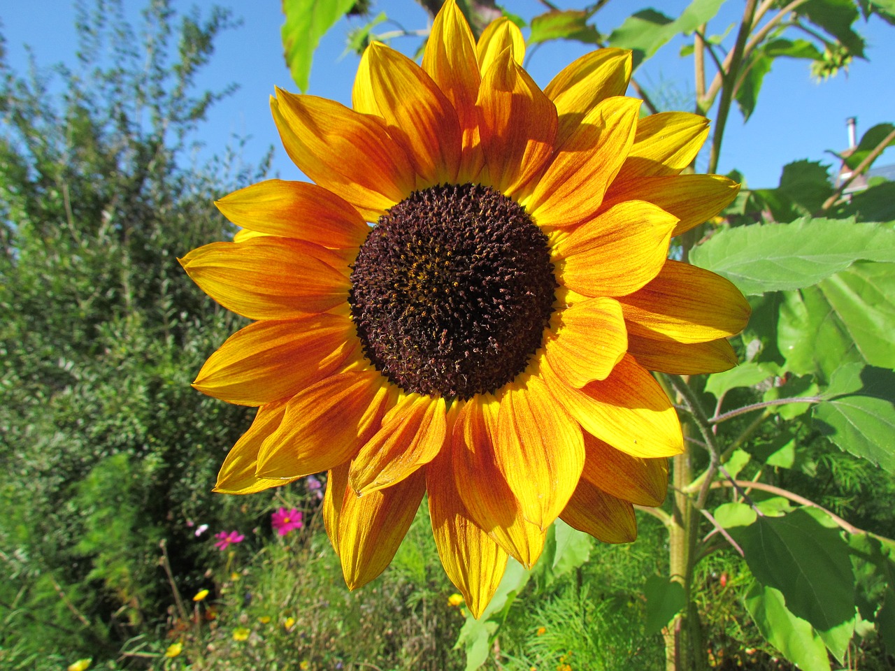 sun flower flower yellow free photo