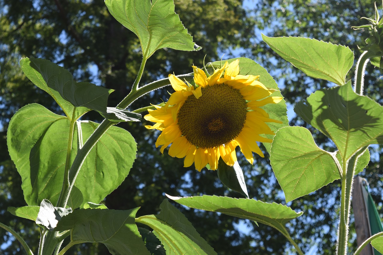 sun flower august summer free photo