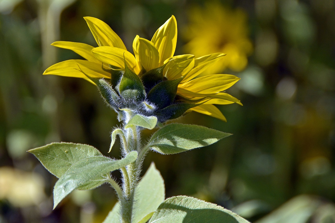 sun flower blossom bloom free photo