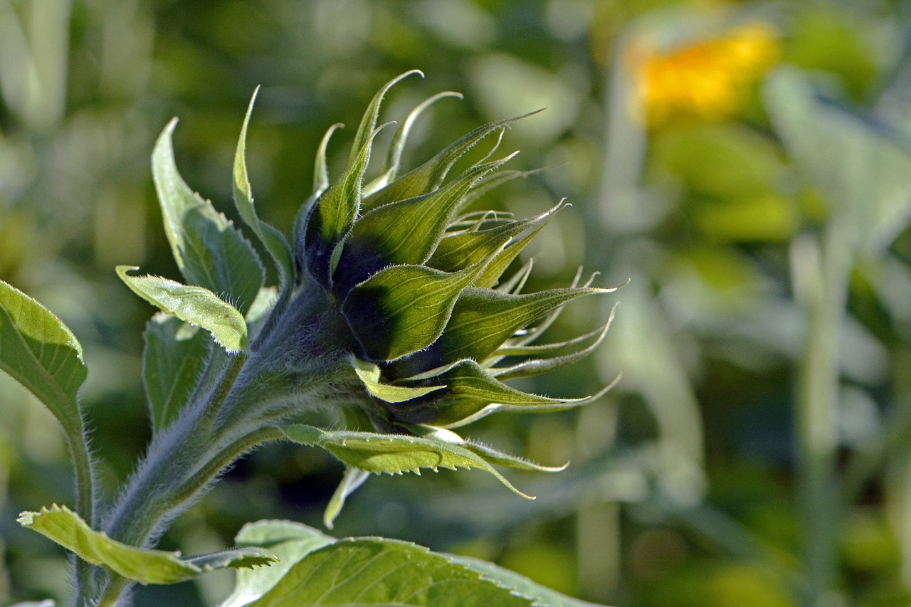 sun flower bud summer free photo