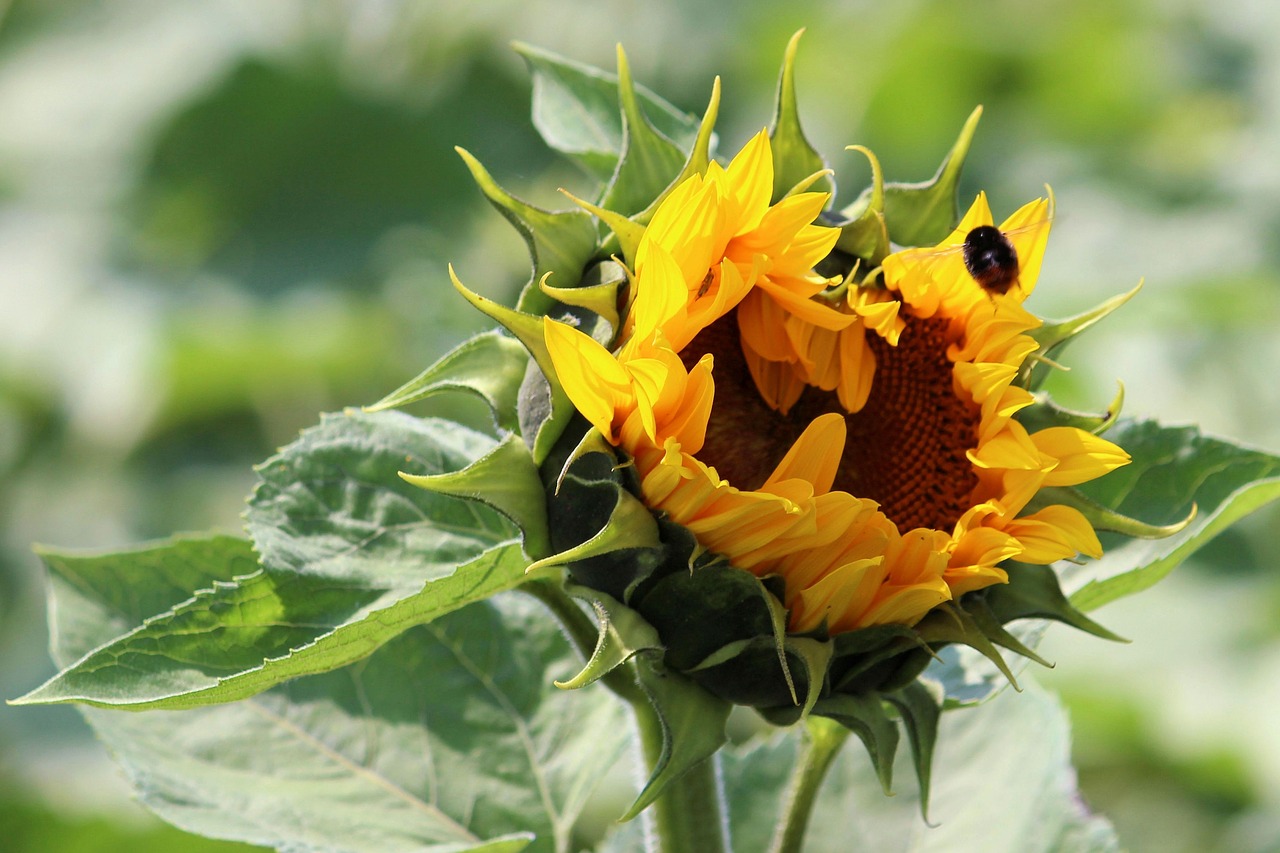sun flower insect blossom free photo