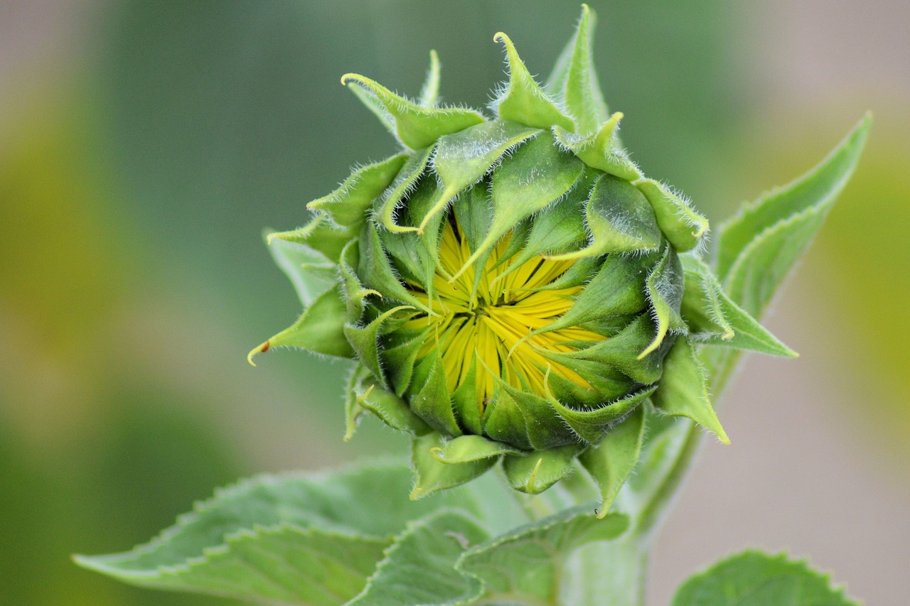 sun flower bud summer free photo