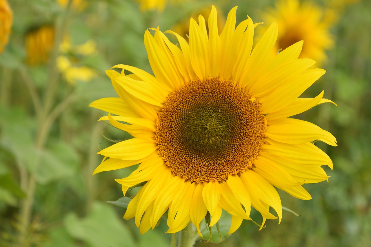 sun flower blossom bloom free photo