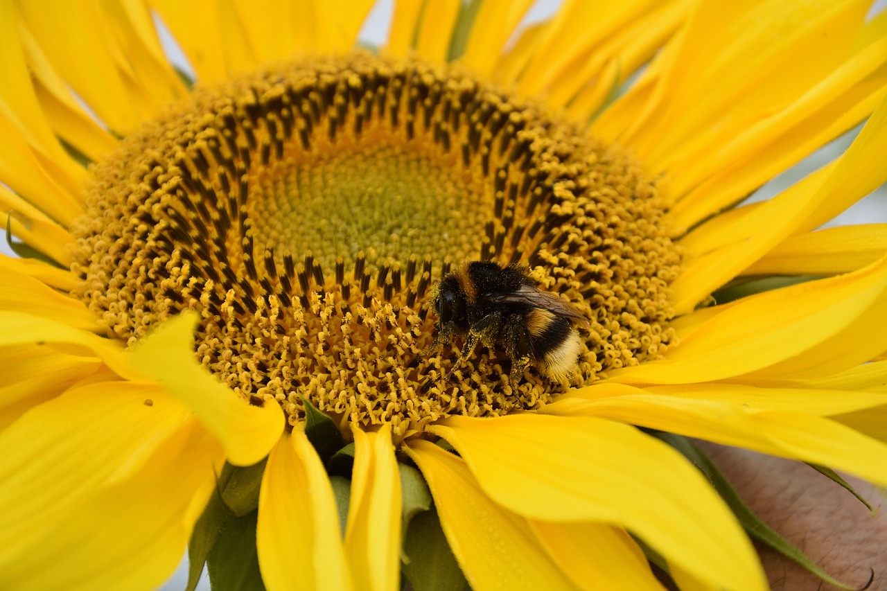 sun flower blossom bloom free photo