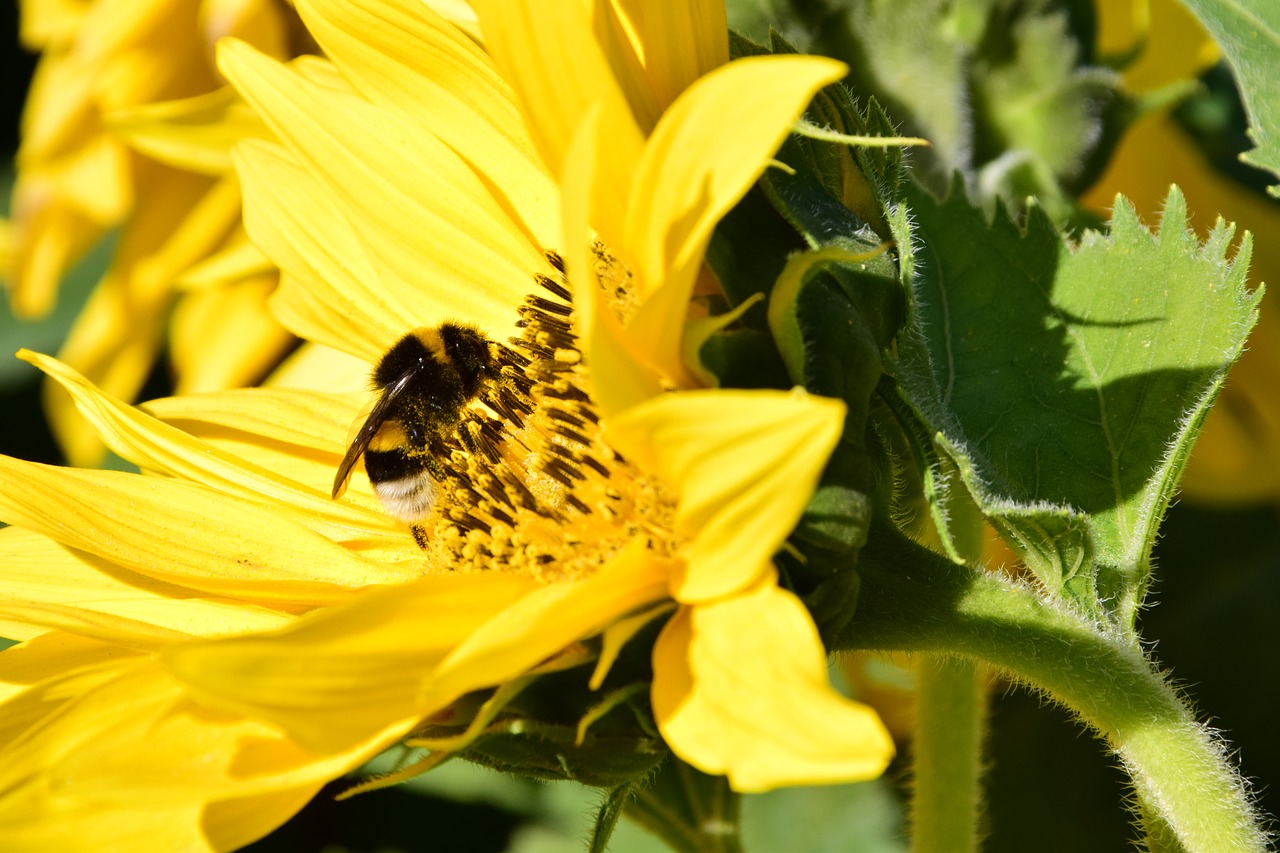 sun flower hummel blossom free photo