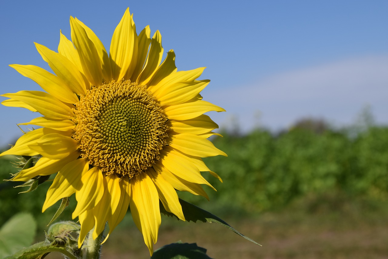 sun flower summer sky free photo