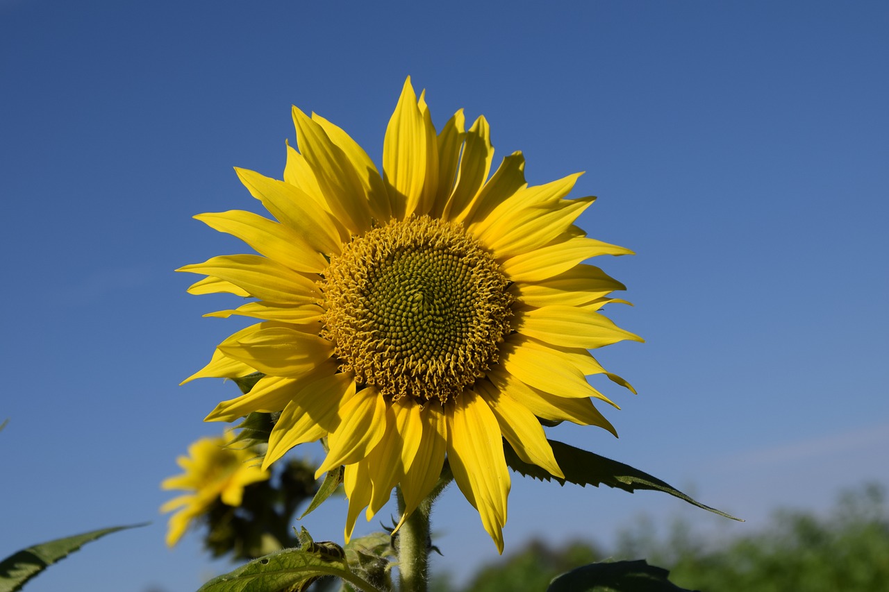 sun flower summer sky free photo