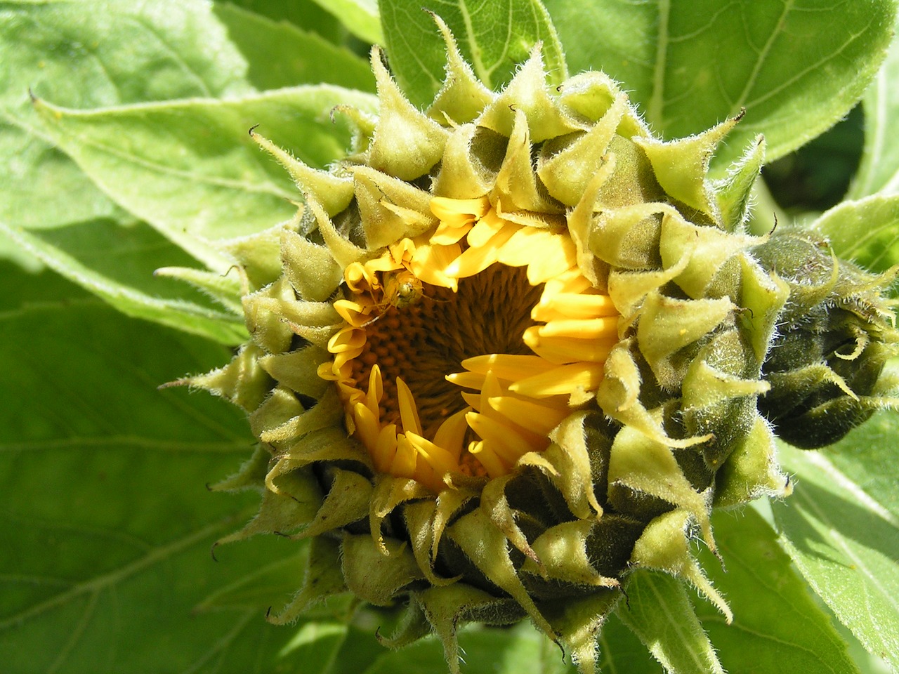 sun flower nature yellow free photo