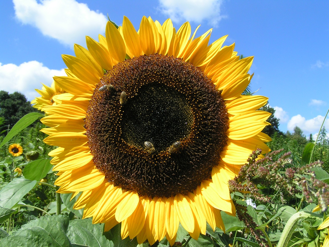 sun flower nature yellow free photo