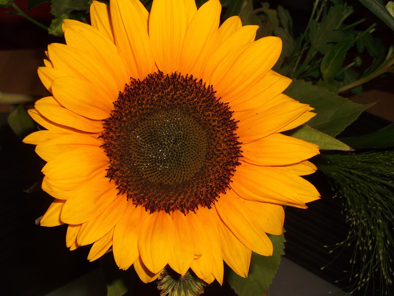 sun flower yellow macro free photo