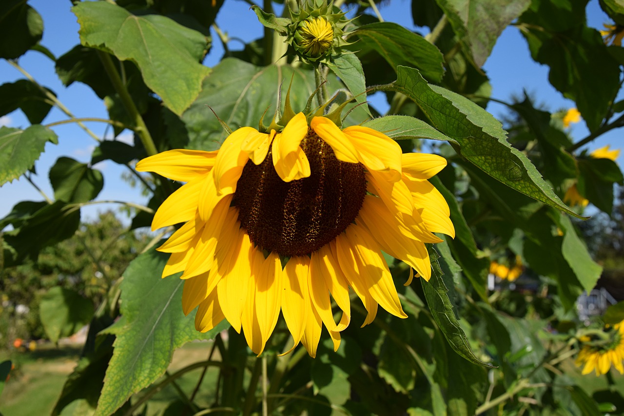 sun flower plant yellow free photo