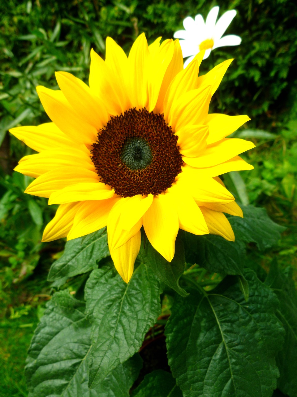 sun flower marguerite flowers free photo