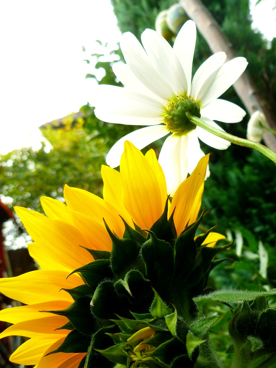 sun flower marguerite blossom free photo