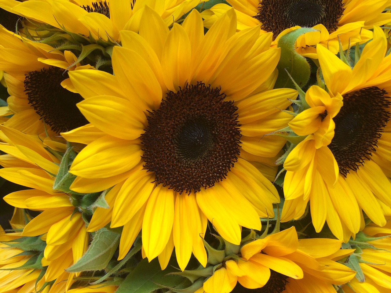 sun flower flower yellow free photo