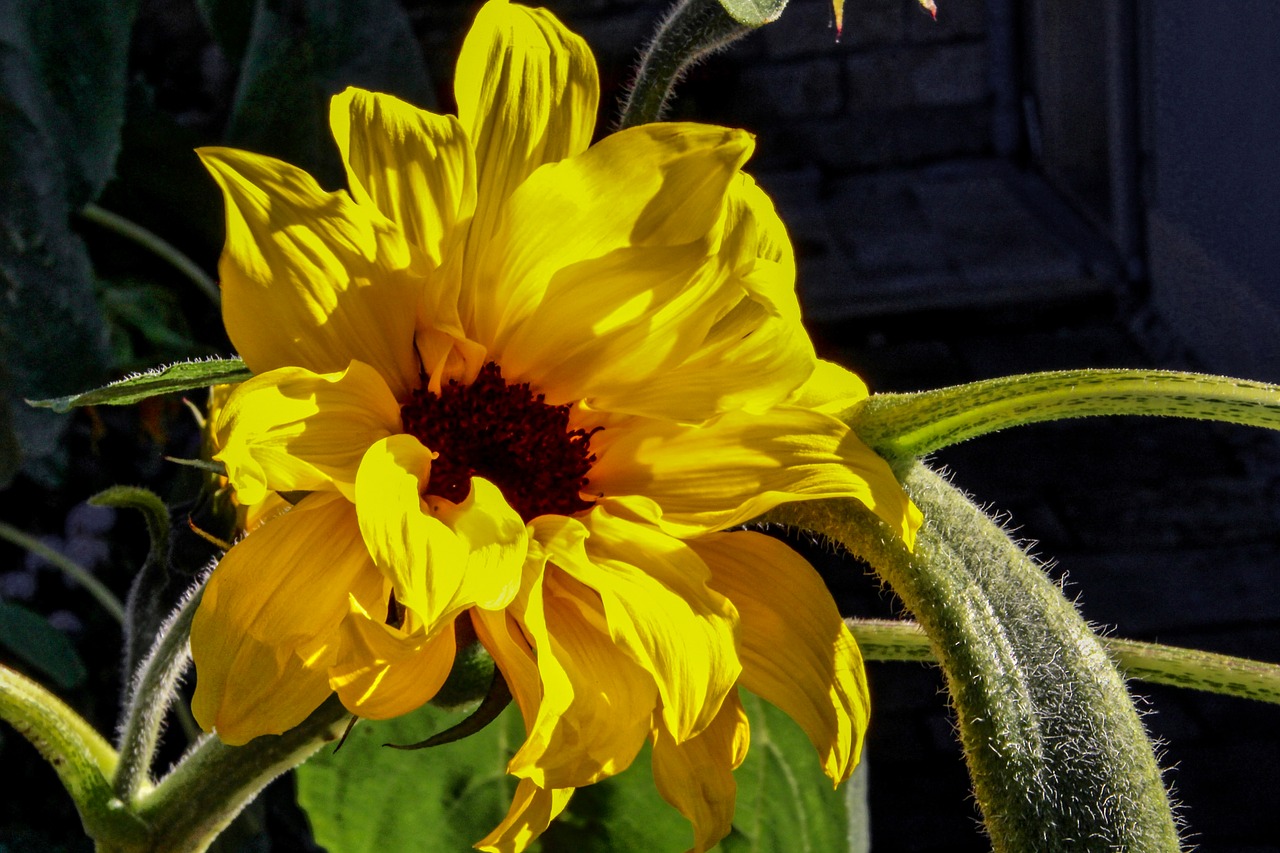 sun flower plant sun free photo