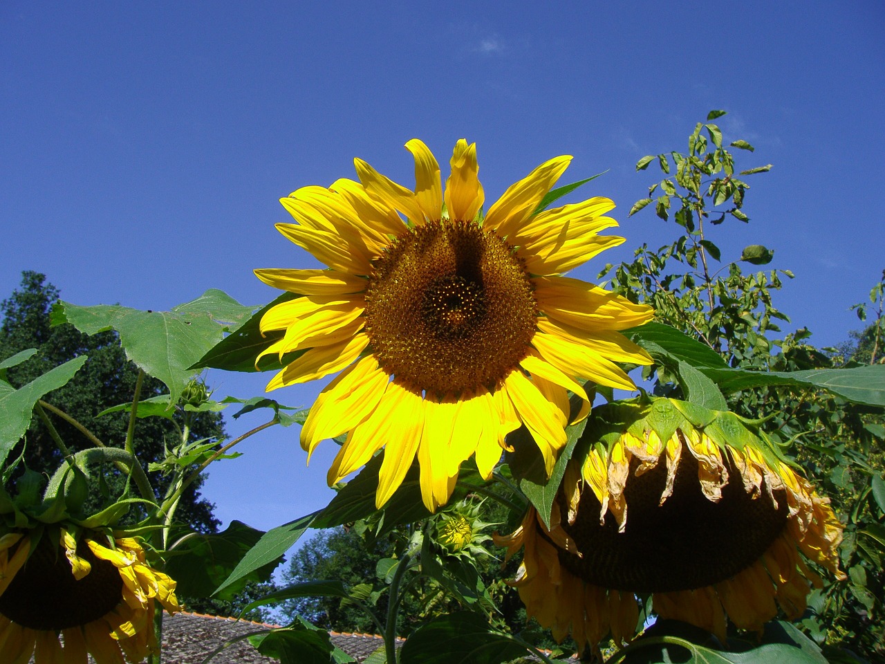 sun flower sky nature free photo