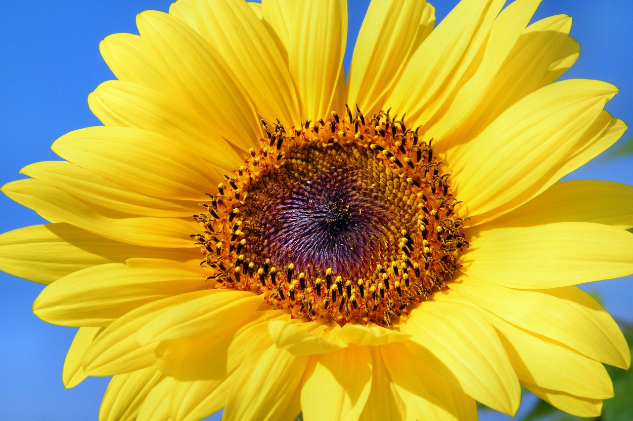 sun flower sunflower flowers free photo