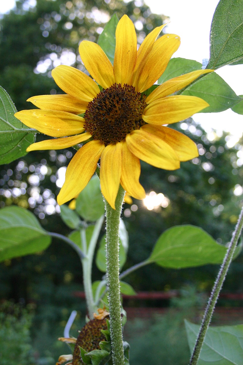 sun flower yellow nature free photo