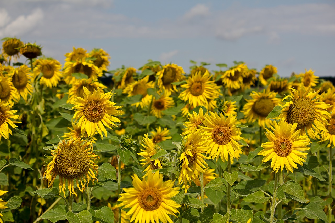 sun flower summer field free photo