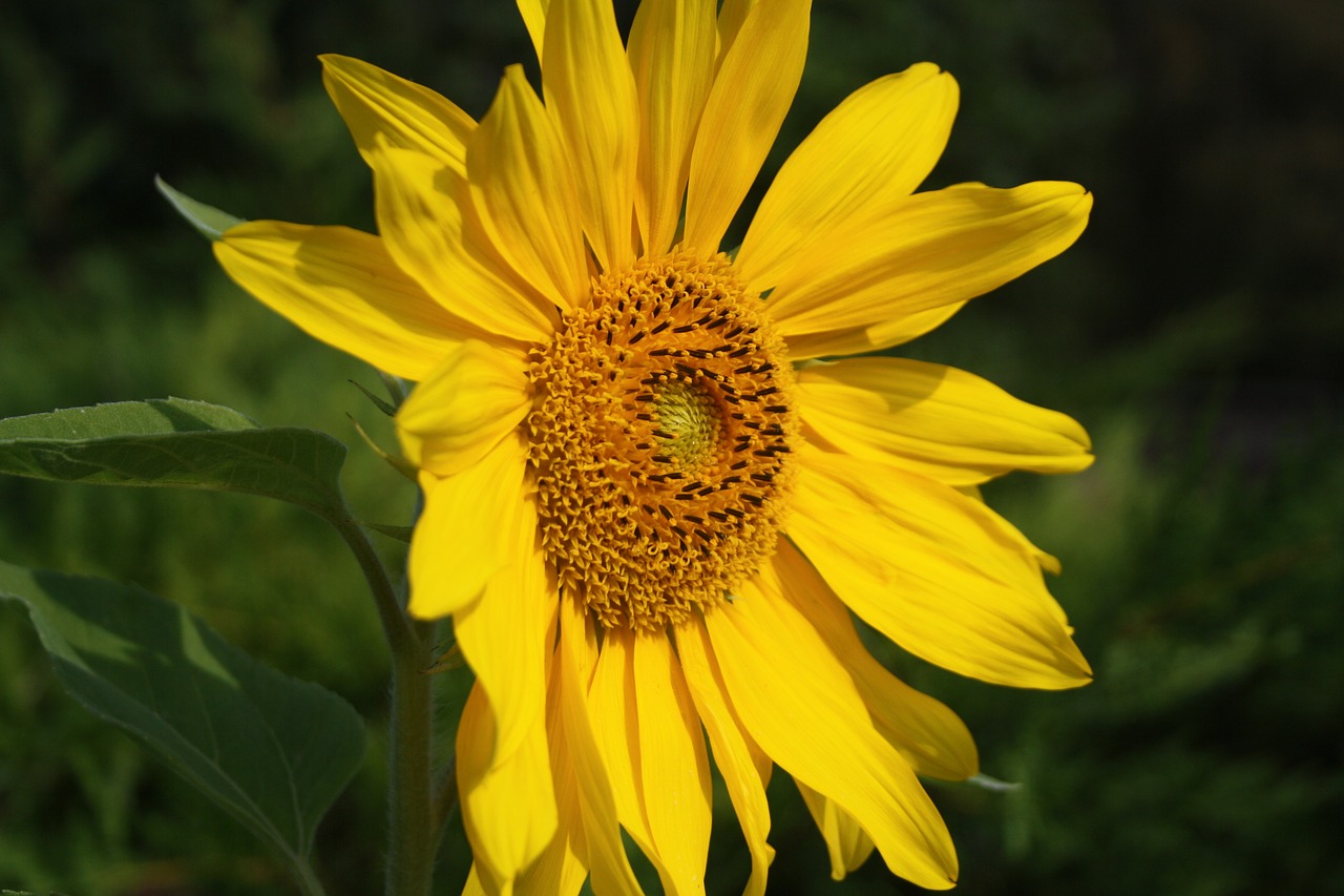 sun flower blossom bloom free photo