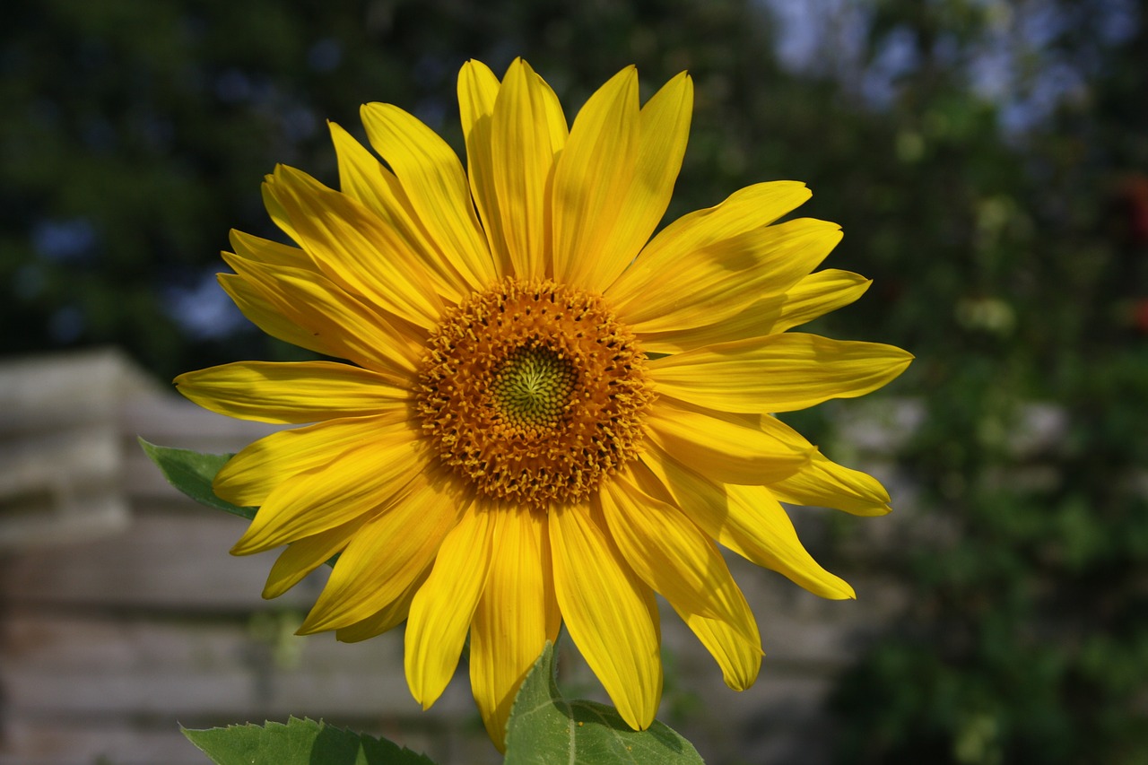 Sun blossom. Подсолнух до цветения.