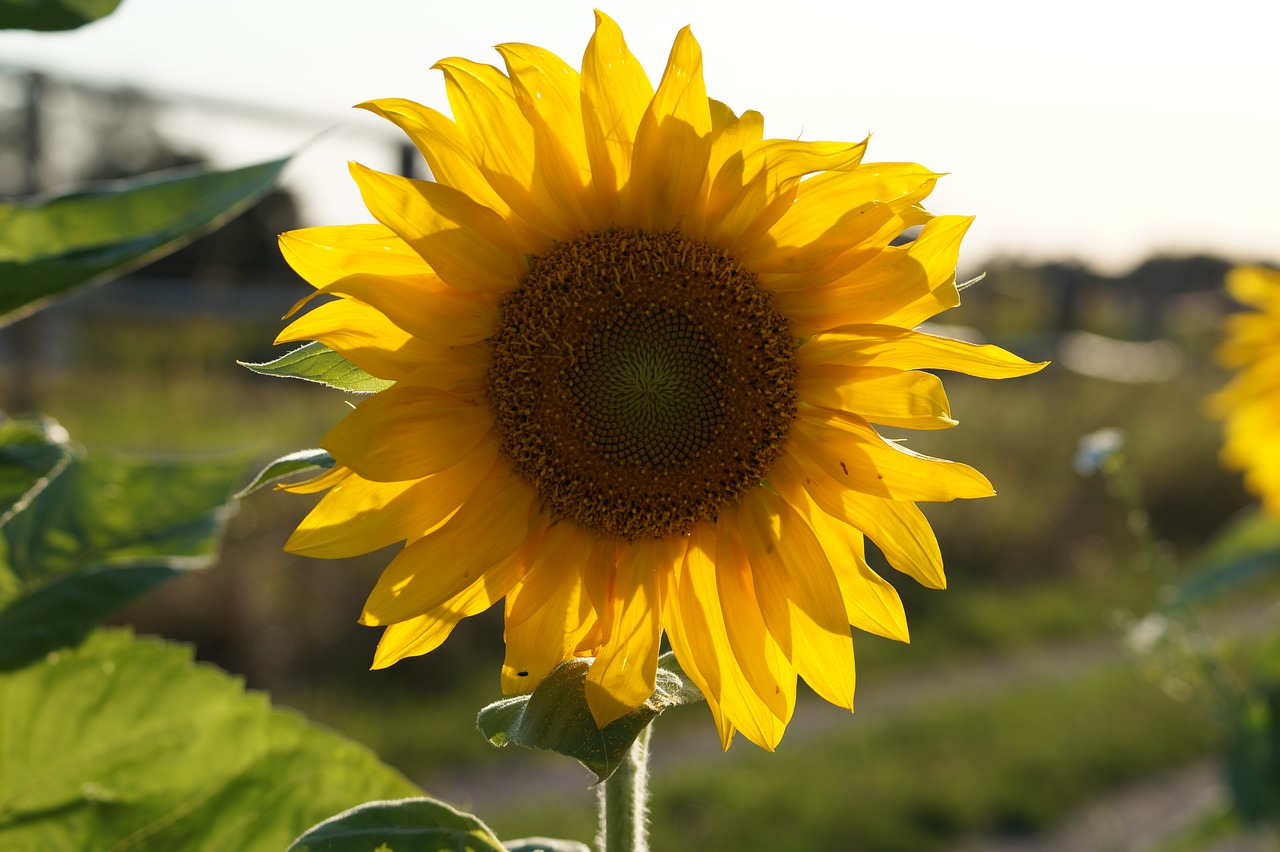 sun flower sun yellow free photo