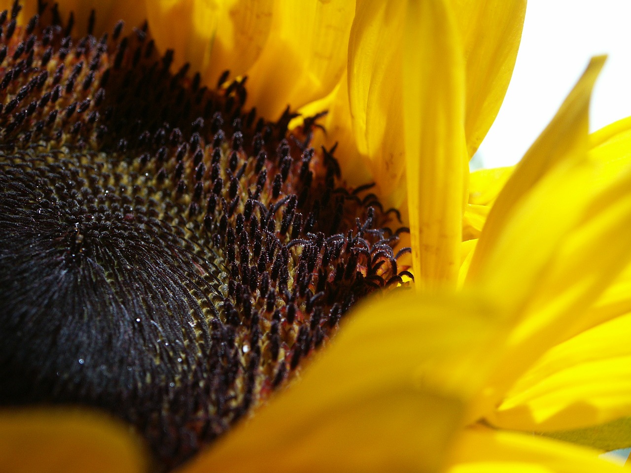 sun flower yellow macro free photo