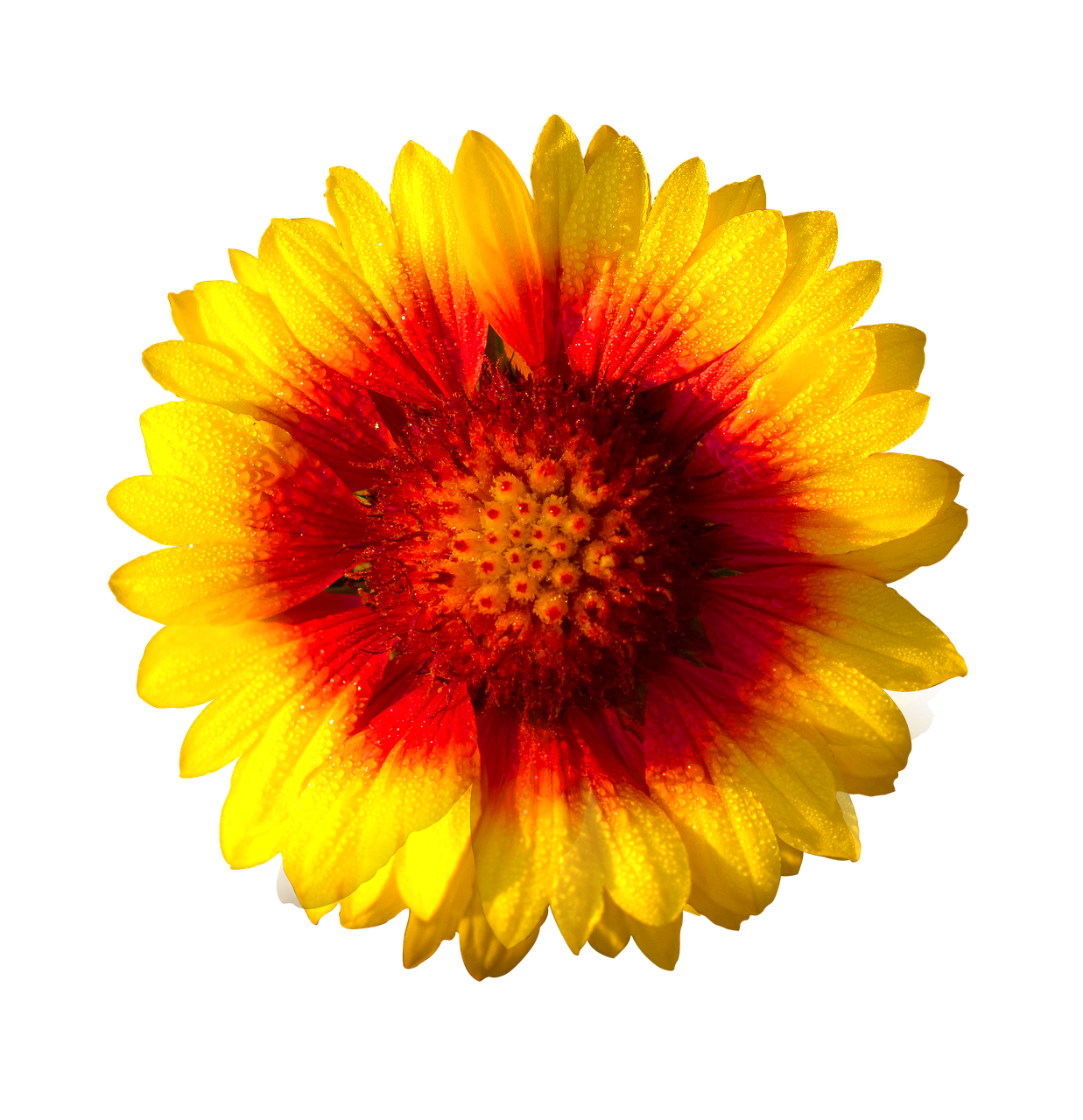 sun flower isolated flower sun free photo