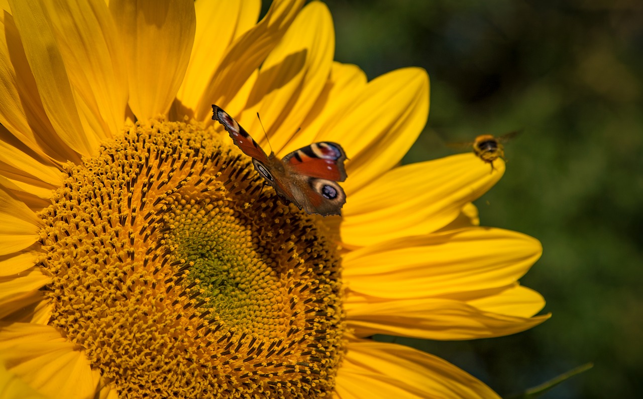 sun flower summer yellow free photo