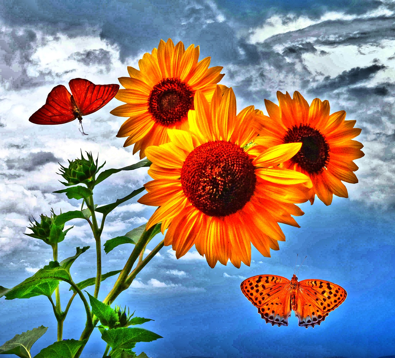 sun flower butterfly insect free photo