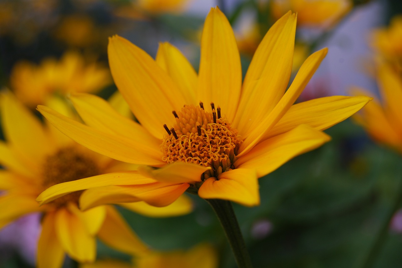 sun flower summer plant free photo