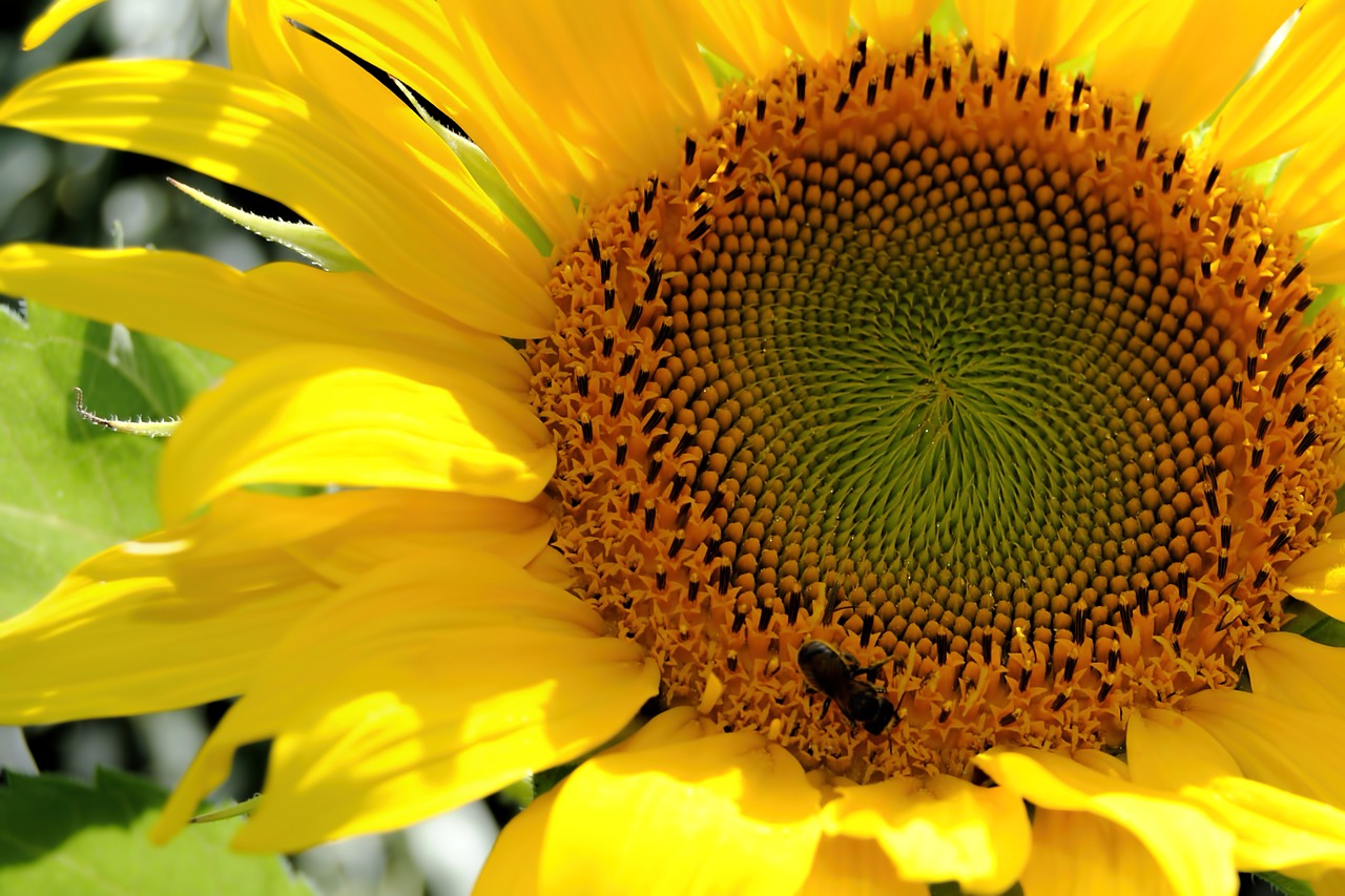 sun flower yellow bee free photo